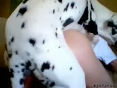 A lustful lady enjoys having her dog gangbange her in the living room.